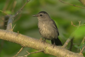 catbird-800 Пересмешник