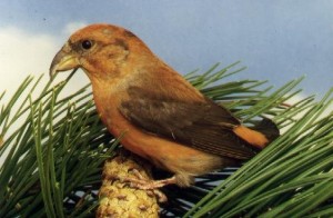 crossbill crossbill