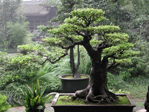the-best-bonsai-caring-ways-480x360.jpg